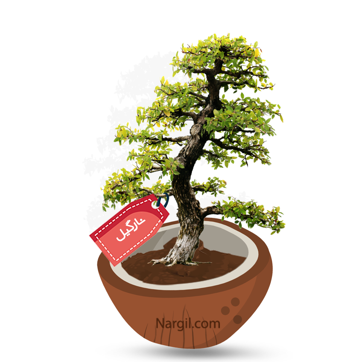  Nargil - Fukien tea